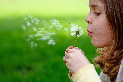 Girl blowing dandelion in the green spring grass